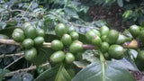 I.C.A.K. Blend - Individual Coffee Aid Kit - Nicaraguan Single Origin